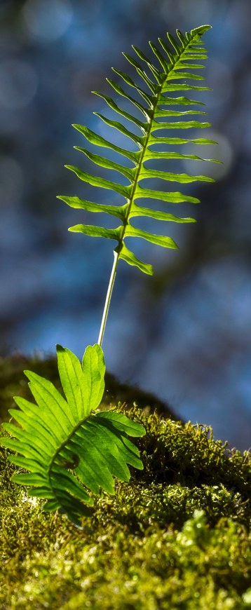 Farnblatt im Gegenlicht